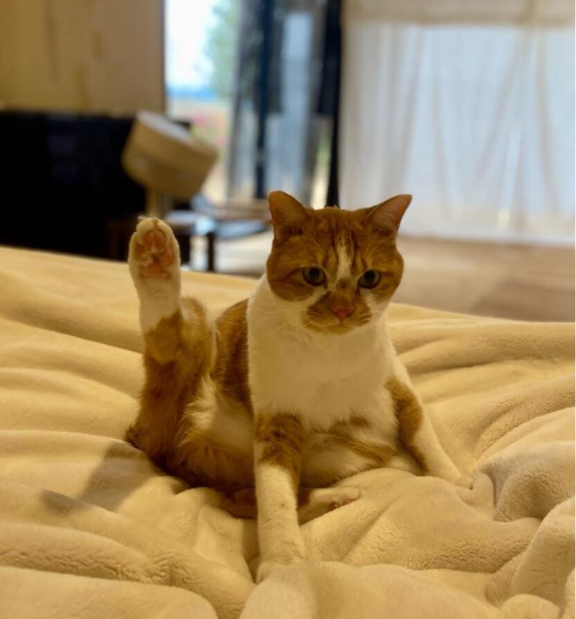 懐かない猫、とリフォーム