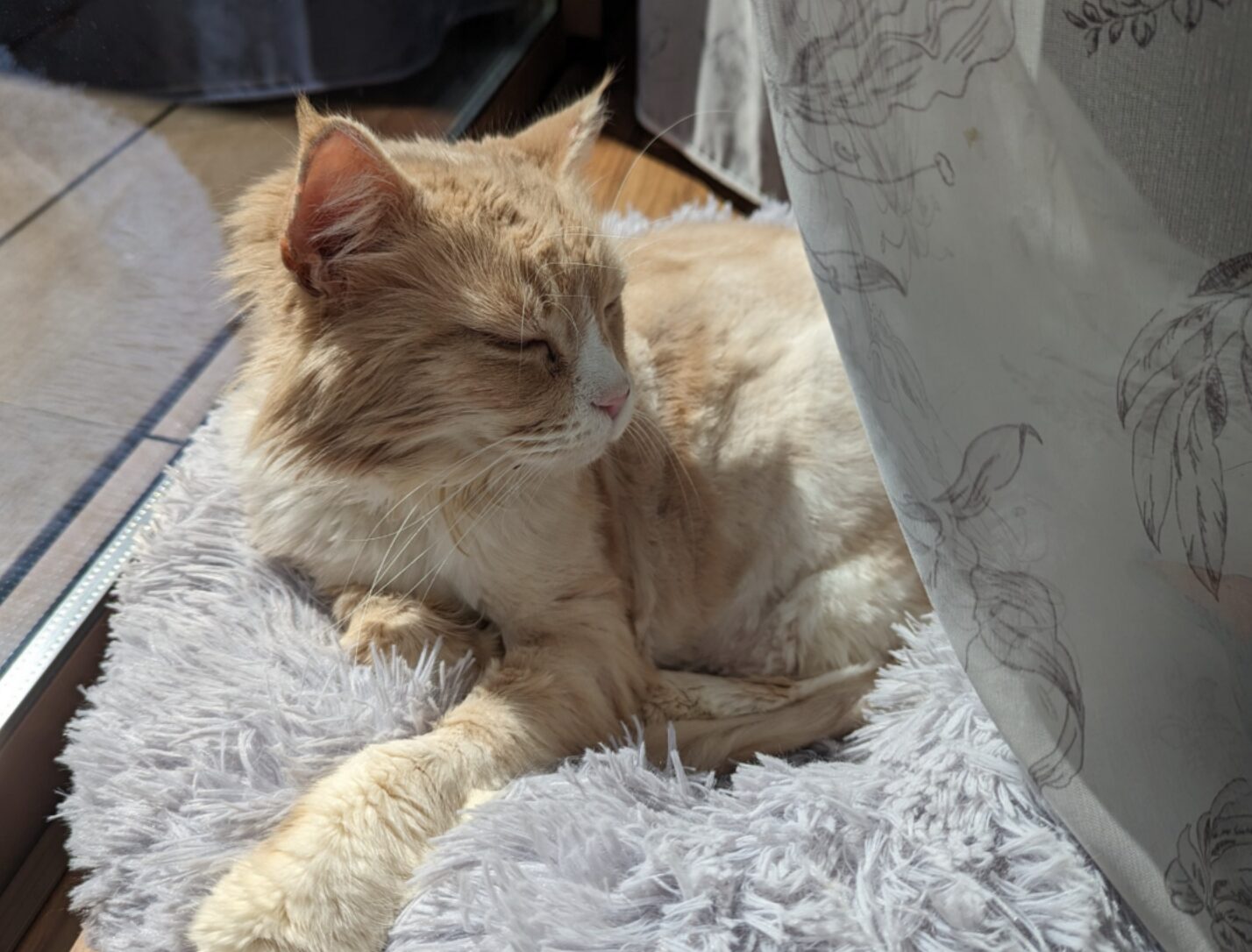 建築家の日常　チェック〜猫〜食事〜現場定例