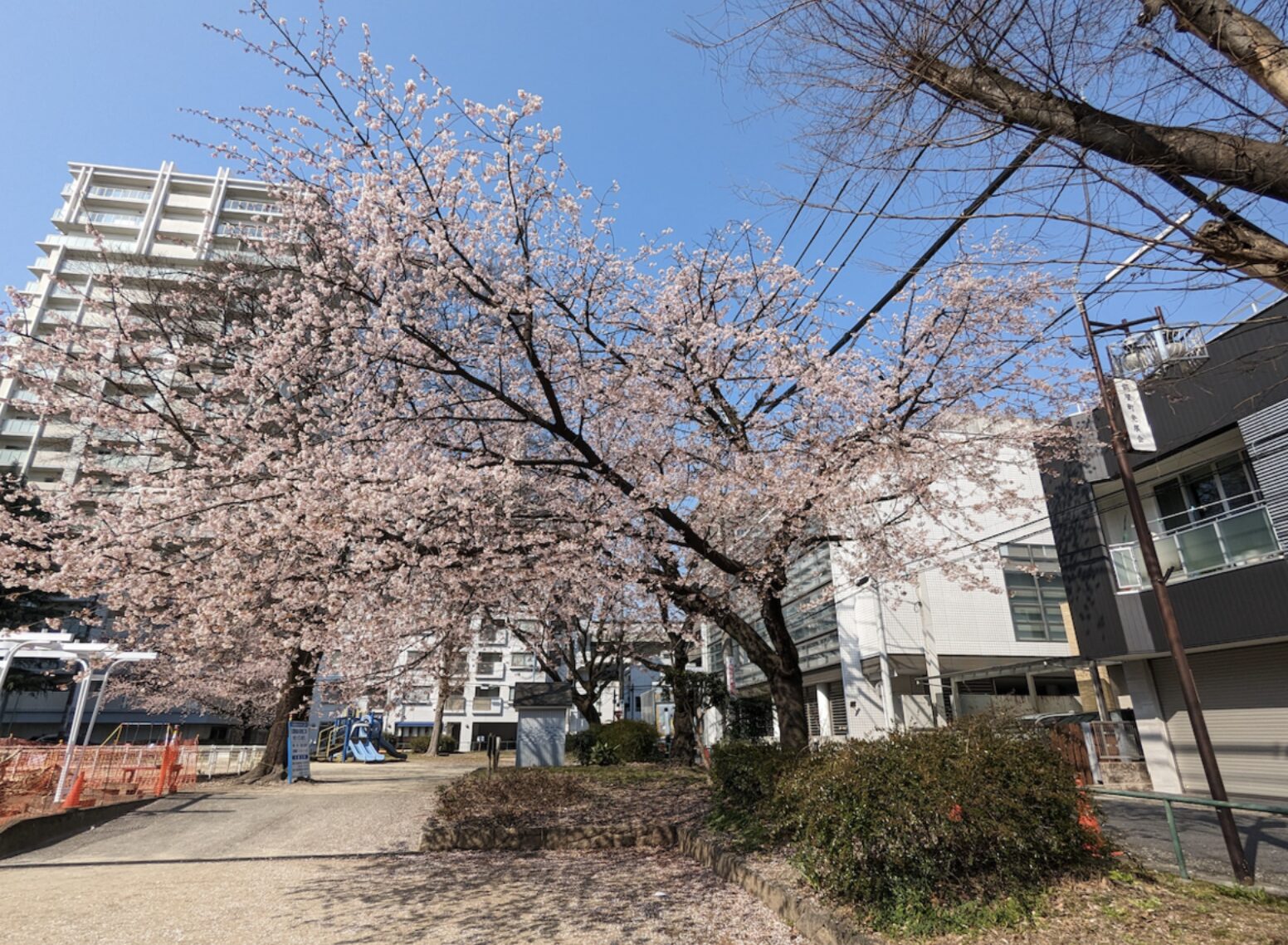 現場と桜