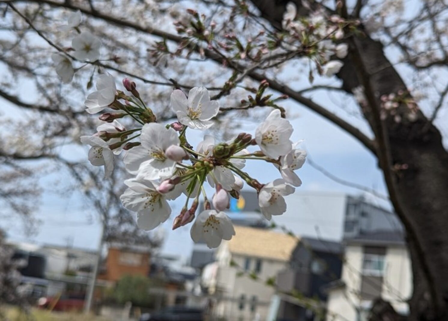 桜を見てめぞん一刻を思い出す。