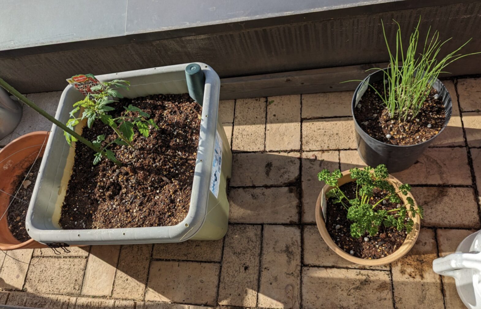 我が家の家庭菜園