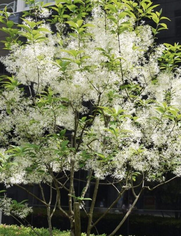 シマトネリコ植えすぎ問題？