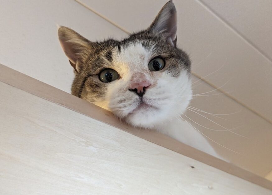 リノベ物件の1年点検へ