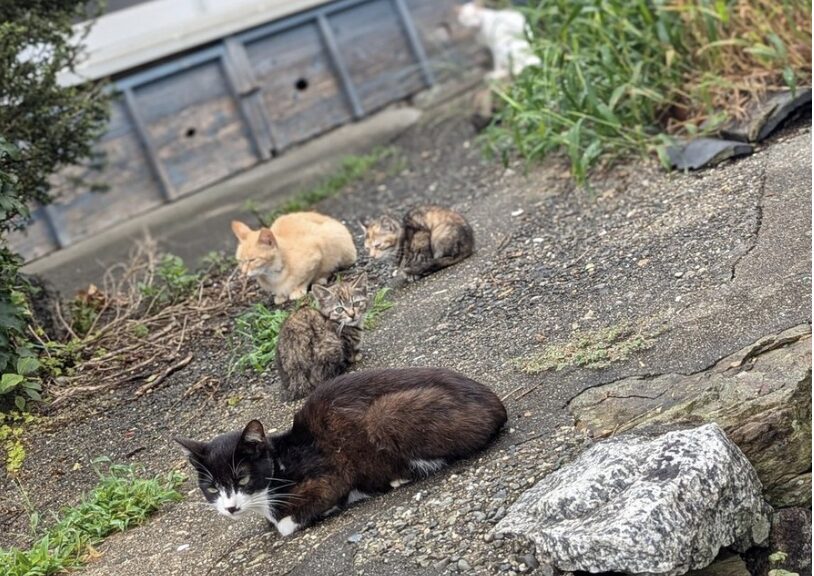 1年ぶりに日間賀島へ